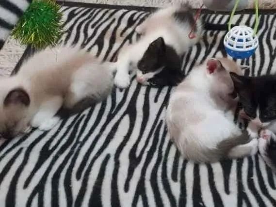 Gato ra a  idade Abaixo de 2 meses nome Fihotes Eliana