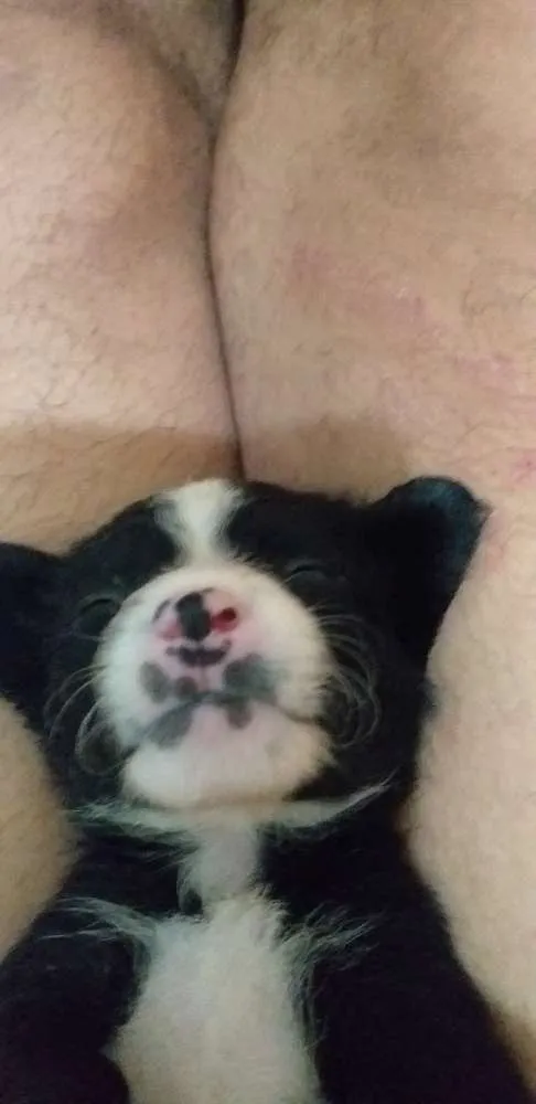 Cachorro ra a Srd idade Abaixo de 2 meses nome Brendha