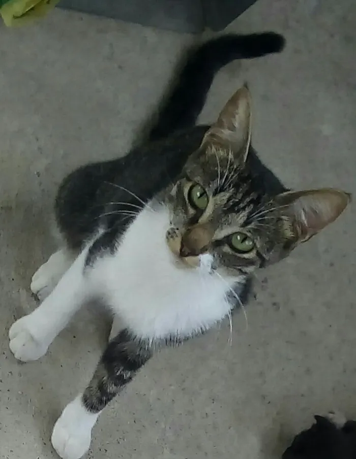 Gato ra a  idade 7 a 11 meses nome Rubi