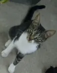 Rubi