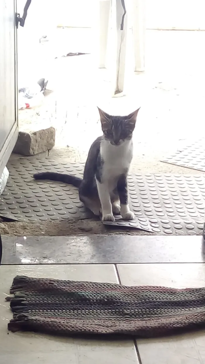 Gato ra a  idade 7 a 11 meses nome Rubi