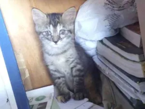 Gato raça  idade Abaixo de 2 meses nome sem nome