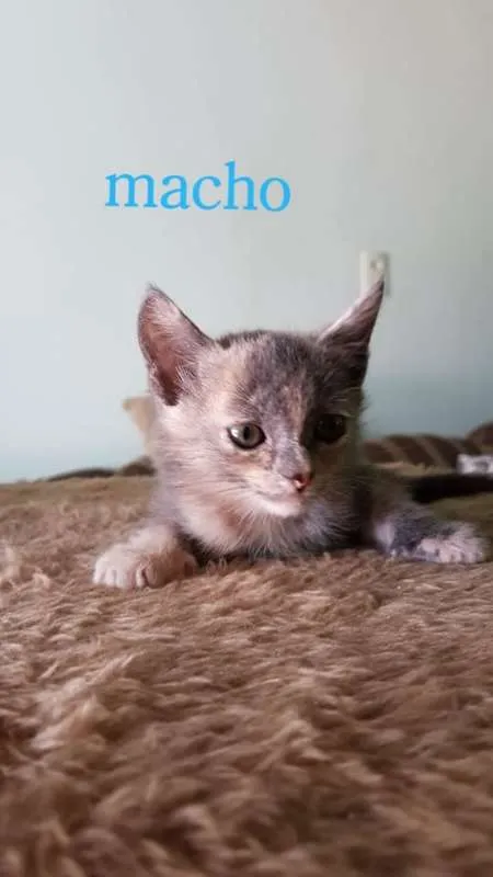 Gato ra a SRD idade 2 a 6 meses nome SRD