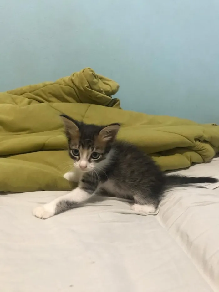 Gato ra a Indefinido  idade 2 a 6 meses nome Indefinido 