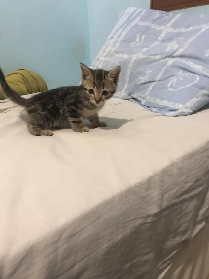 Gato ra a Indefinido  idade 2 a 6 meses nome Indefinido 