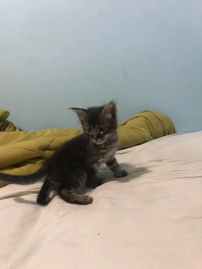 Gato ra a Indefinido  idade 2 a 6 meses nome Indefinido 