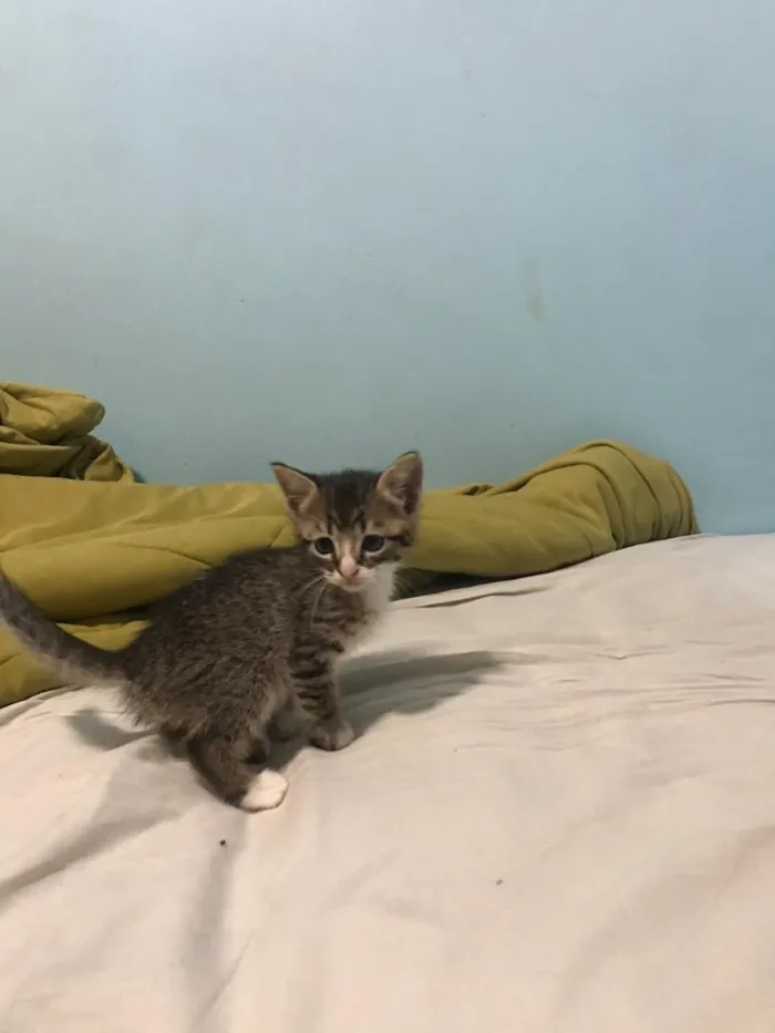 Gato ra a Indefinido  idade 2 a 6 meses nome Indefinido 