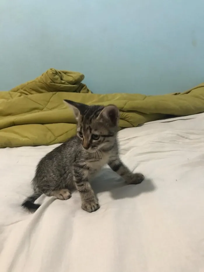 Gato ra a Indefinido  idade 2 a 6 meses nome Indefinido 