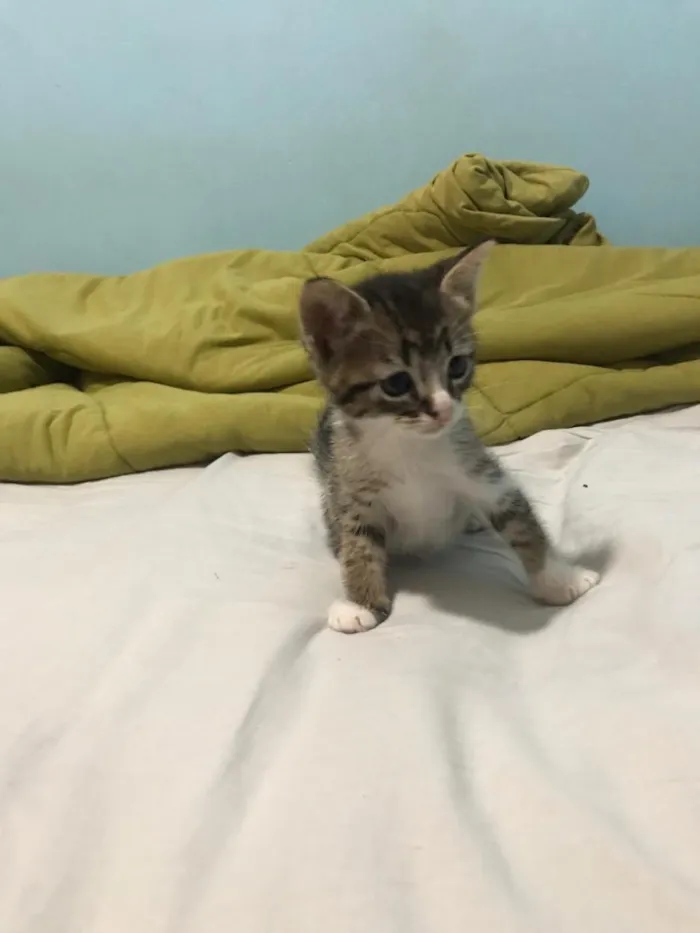 Gato ra a Indefinido  idade 2 a 6 meses nome Indefinido 