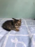 Indefinido 