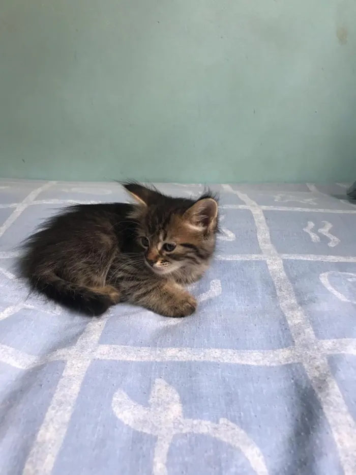 Gato ra a Indefinido  idade 2 a 6 meses nome Indefinido 