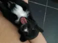 Oliver 
