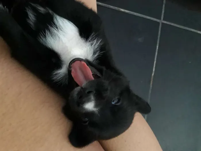 Cachorro ra a Dálmata com vira-lata idade 2 a 6 meses nome Oliver 
