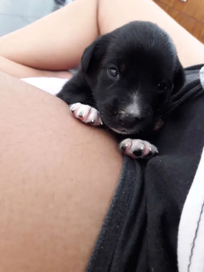 Cachorro ra a Dálmata com vira-lata idade 2 a 6 meses nome Oliver 