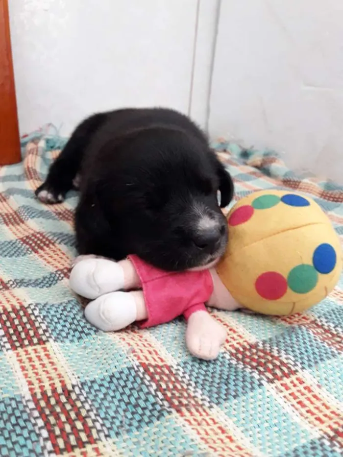 Cachorro ra a Dálmata com vira-lata idade 2 a 6 meses nome Oliver 