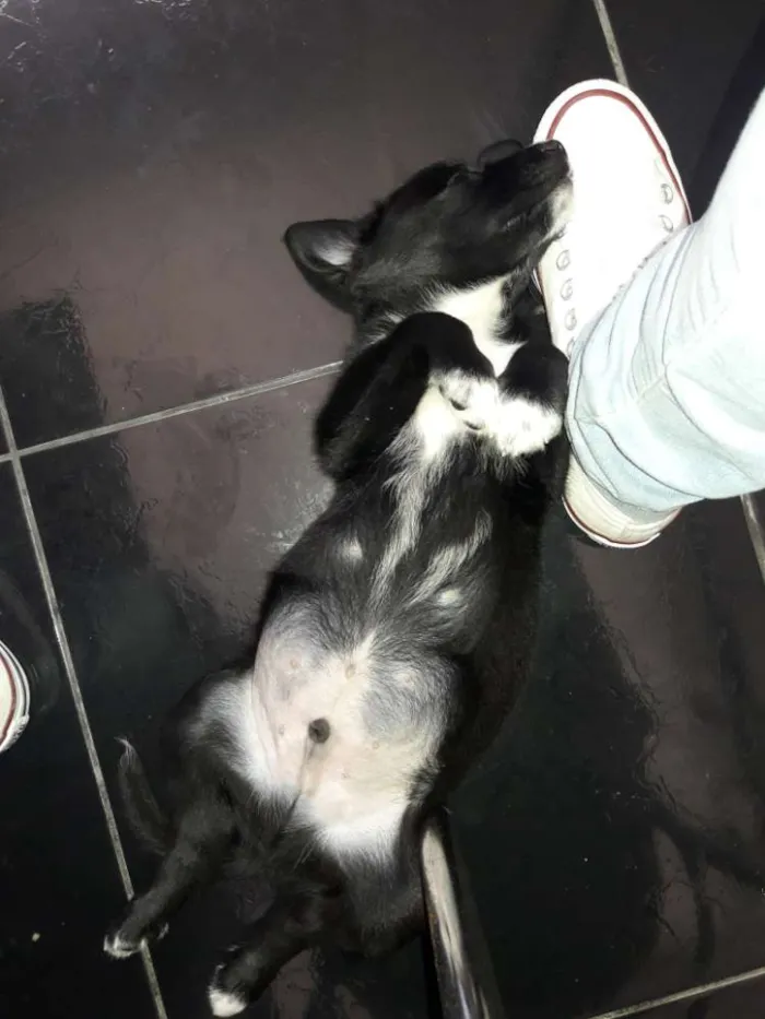 Cachorro ra a Dálmata com vira-lata idade 2 a 6 meses nome Oliver 