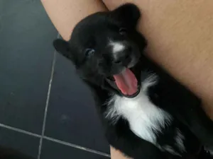 Cachorro raça Dálmata com vira-lata idade 2 a 6 meses nome Oliver 