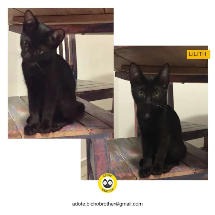 Gato ra a SRD idade 2 a 6 meses nome Lilith
