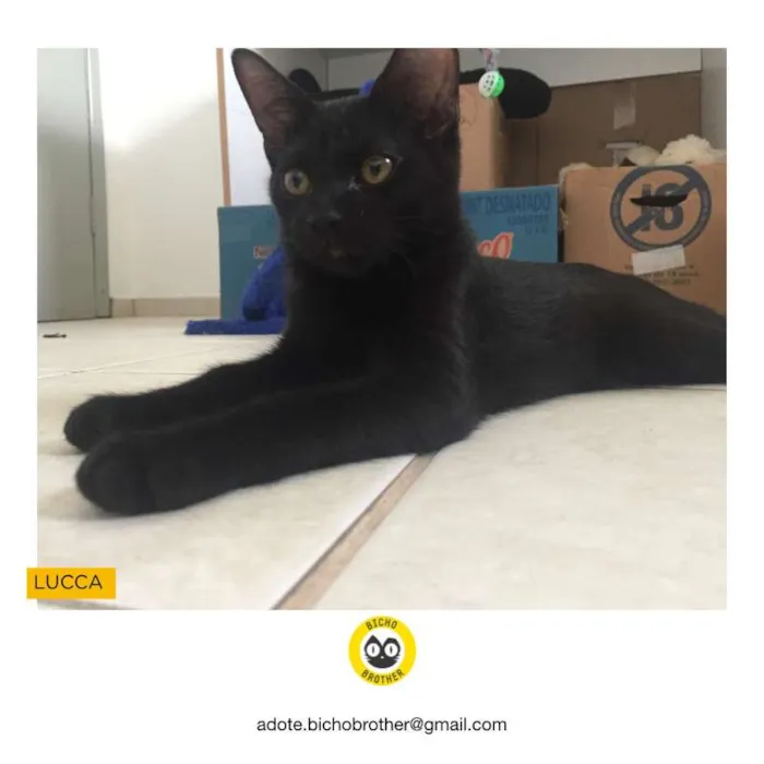 Gato ra a SRD idade 2 a 6 meses nome Lucca