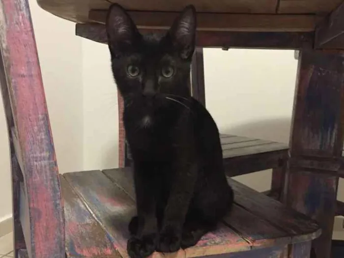 Gato ra a SRD idade 2 a 6 meses nome Lilith