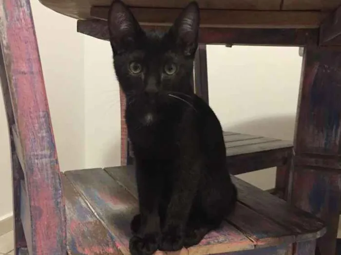 Gato ra a SRD idade 2 a 6 meses nome Lilith