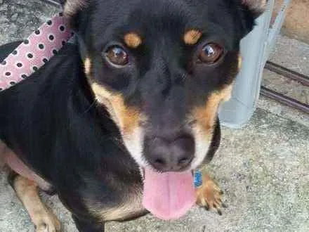 Cachorro ra a SRD idade 2 anos nome Joe Joe