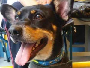 Cachorro raça SRD idade 2 anos nome Joe Joe