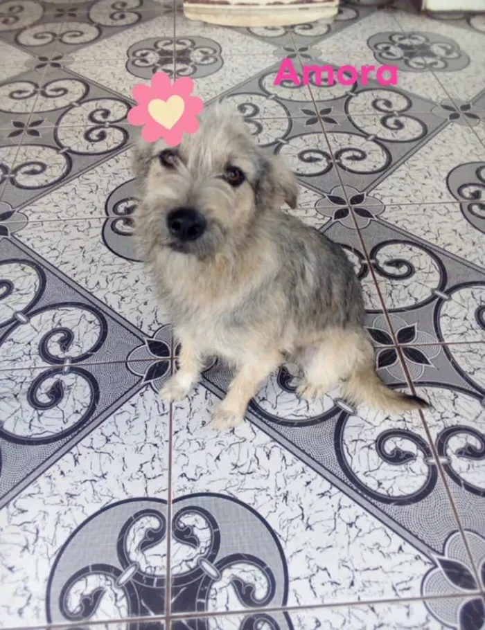 Cachorro ra a SRD idade 1 ano nome Amora