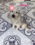 Amora