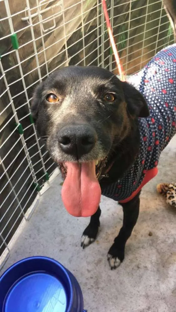 Cachorro ra a SRD idade 4 anos nome Nego