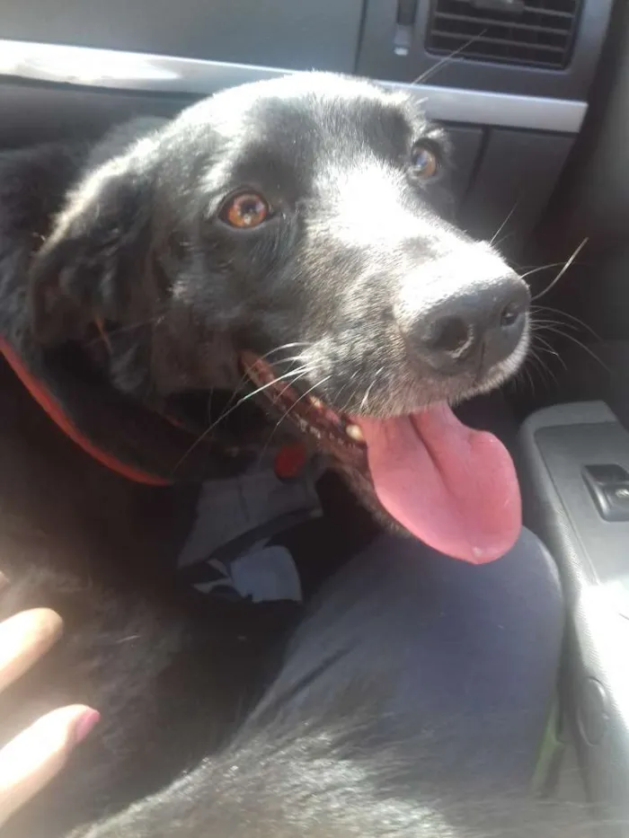 Cachorro ra a SRD idade 4 anos nome Nego
