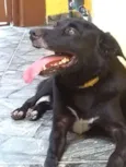 Nego