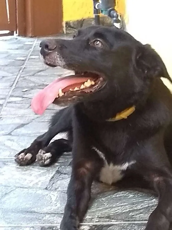 Cachorro ra a SRD idade 4 anos nome Nego