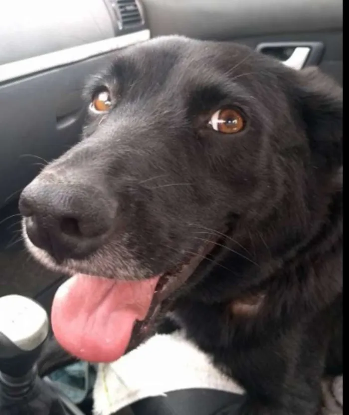 Cachorro ra a SRD idade 4 anos nome Nego