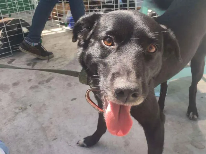 Cachorro ra a SRD idade 4 anos nome Nego
