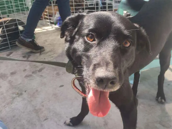 Cachorro ra a SRD idade 4 anos nome Nego