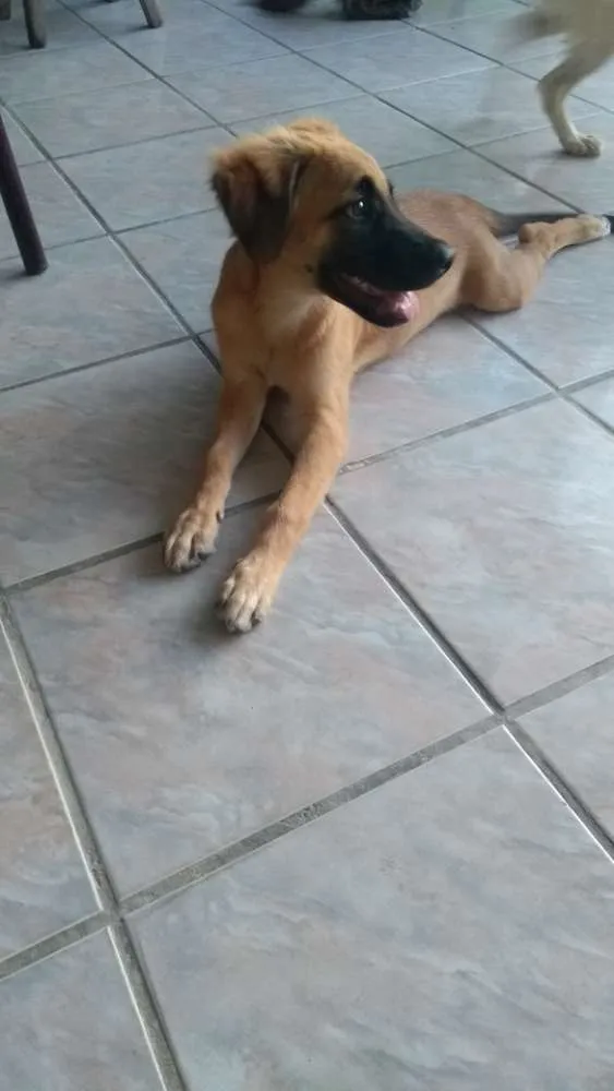 Cachorro raça Rnd idade 2 a 6 meses nome Apolo e Mel