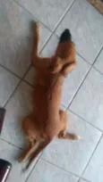 Apolo e Mel