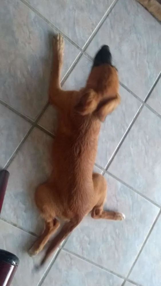 Cachorro raça Rnd idade 2 a 6 meses nome Apolo e Mel