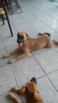 Apolo e Mel