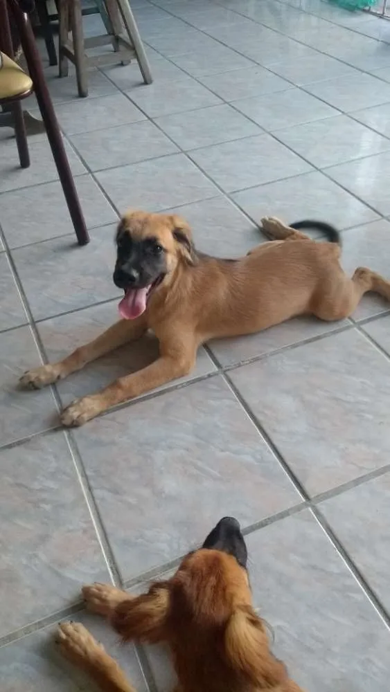 Cachorro raça Rnd idade 2 a 6 meses nome Apolo e Mel