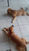Apolo e Mel