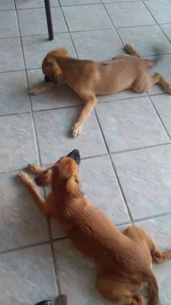 Cachorro raça Rnd idade 2 a 6 meses nome Apolo e Mel