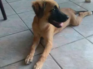 Cachorro raça Rnd idade 2 a 6 meses nome Apolo e Mel