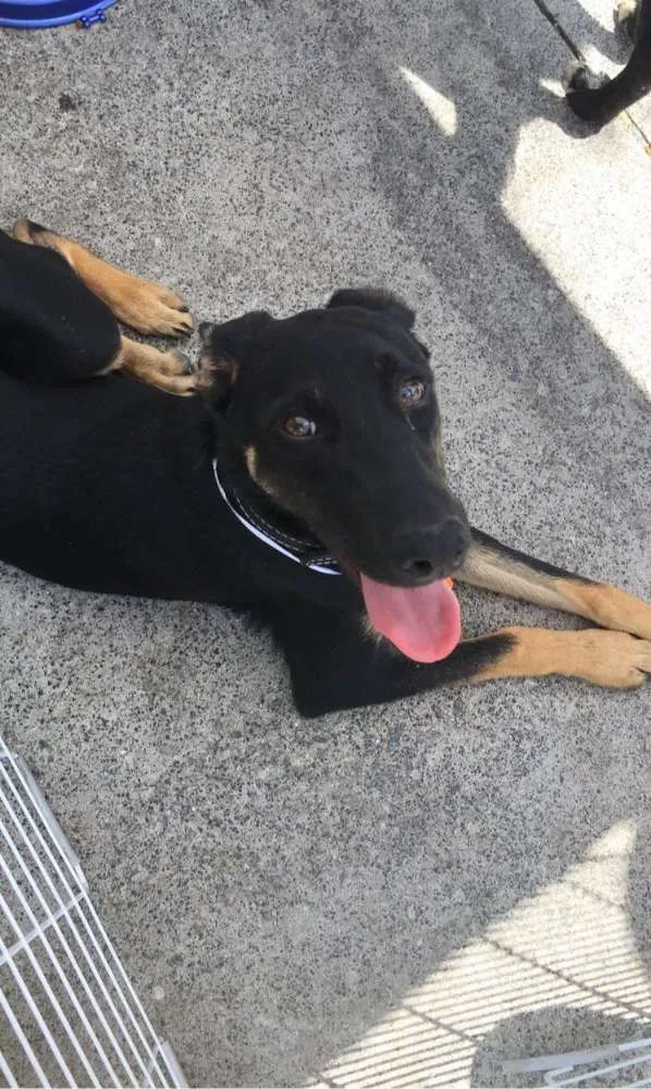 Cachorro ra a SRD idade 1 ano nome Kevin