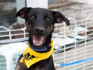 Cachorro raça SRD idade 1 ano nome Kevin