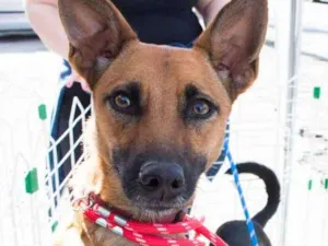 Cachorro raça SRD idade 1 ano nome Agnes