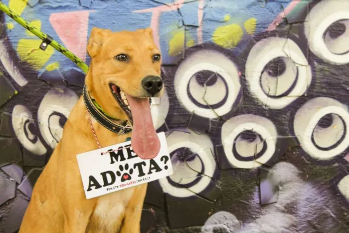 Cachorro ra a SRD idade 1 ano nome Billy