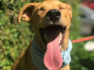 Cachorro raça SRD idade 1 ano nome Billy