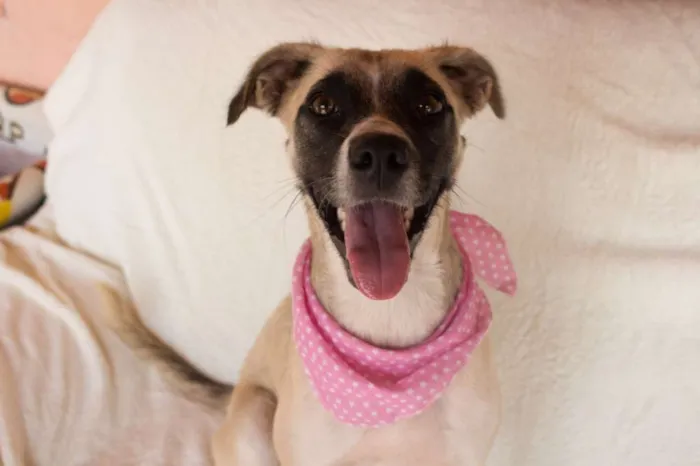 Cachorro ra a SRD idade 1 ano nome Vitória